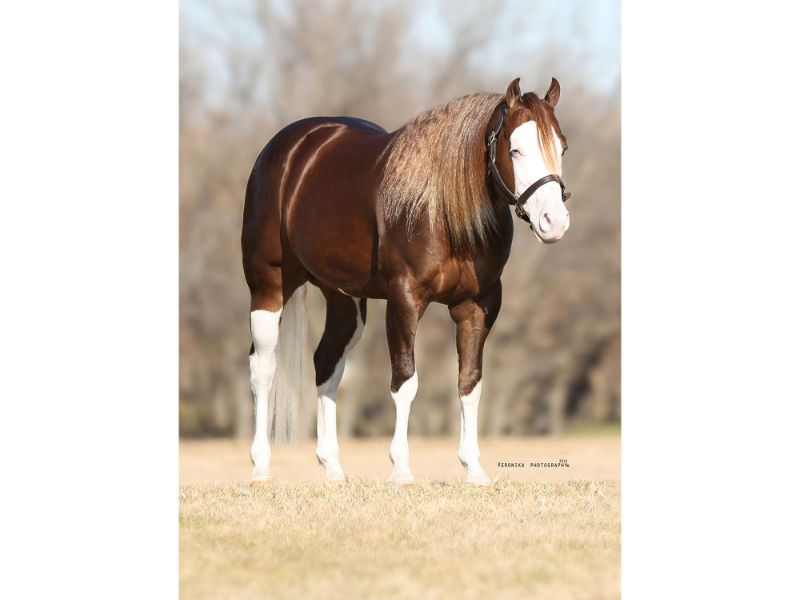 Quarter Horse News Tulsa Reining Classic Stallion Auction